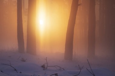 Sisli kış orman ışığında. Woodland canlı güneşte. Sis ve buğu ormandaki. Gündoğumu karlı doğada. Ağaçların gövdeleri ile güneşli sarı renk