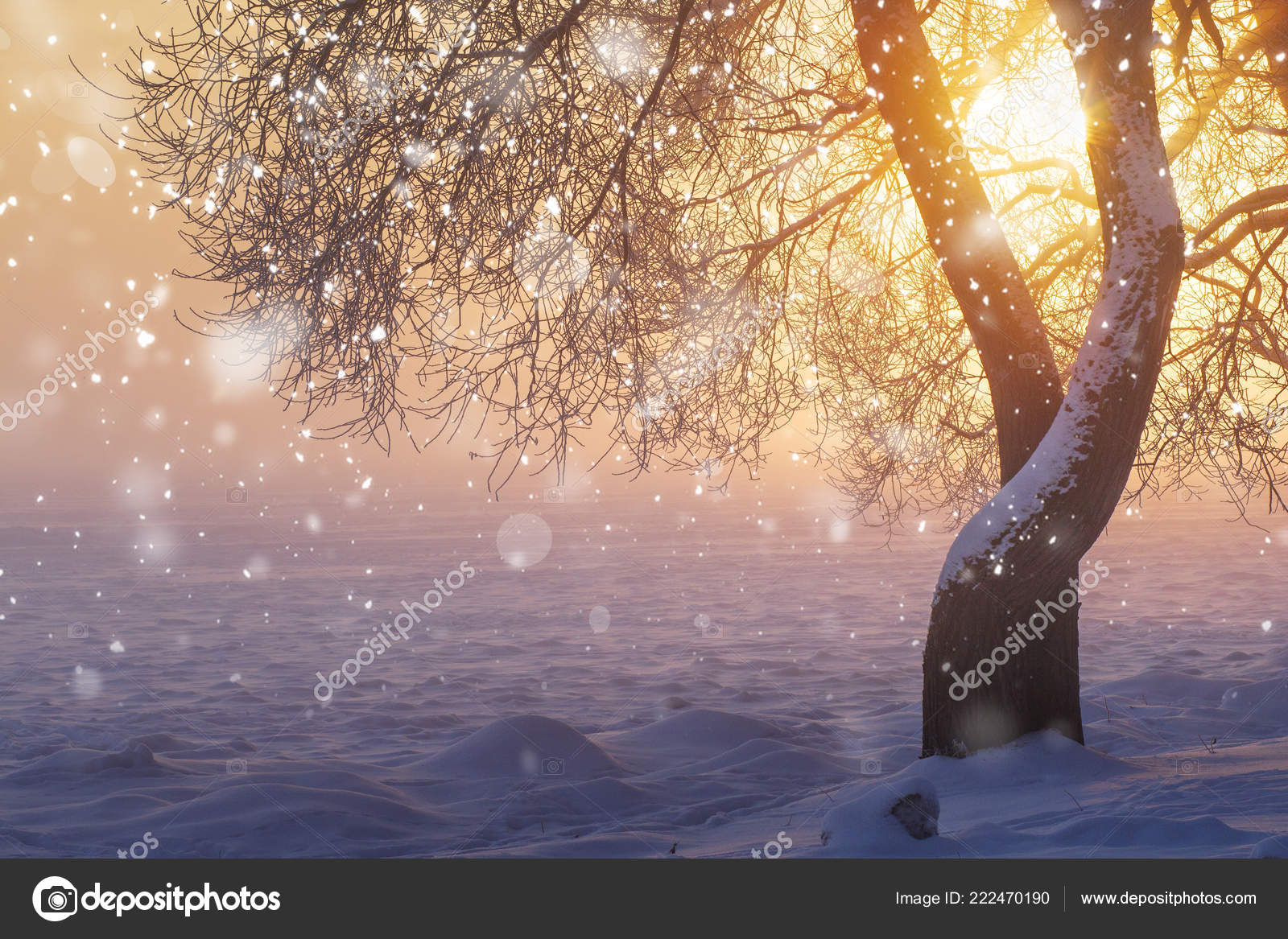 Christmas nature with Winter. Bright sunshine in foggy frosty morning at sunrise. Xmas background. Sunlight in winter scene. Magic snowfall. Sun rises behind Stock Photo by ©DzmitRock87@gmail.com 222470190