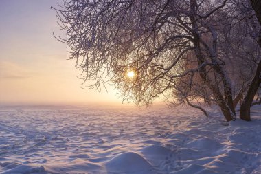 Gün batımında kış manzara. Christmas doğa arka plan. Renkli kış güneşi ile. Ayaz ağaçlar. Güzel bir Noel sahne. Karlı ağaçlarda doğal görünümü.