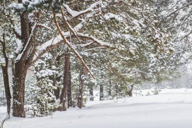 Kış orman. Karlı ağaçlar. Christmas doğa arka plan. Bulutlu günde kar beyaz.