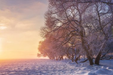 Kış harikalar diyarı. Muhteşem kış olay yerinde günbatımı. Noel arka plan. Parlak güneş ışığı. Xmas tatil. Karlı doğa. Güneş ışığında gündoğumu. Bitkiler tarafından kar kaplı