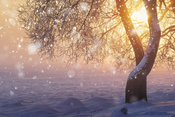 Natura natalizia con fiocchi di neve. Inverno. Brillante sole in nebbia mattina gelida all'alba. Sfondo natalizio. Luce solare nella scena invernale. Nevicate magiche. Il sole sorge dietro l'albero — Foto Stock