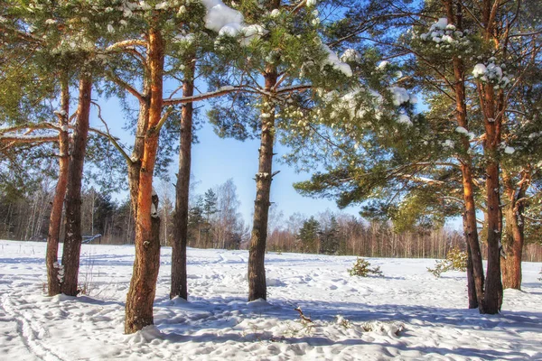 Vinter natur på soliga klara dagar. Snötäckta tallar i skogen. Blå himmel vinterdag. Frostigt vacker natur. Jul bakgrund — Stockfoto