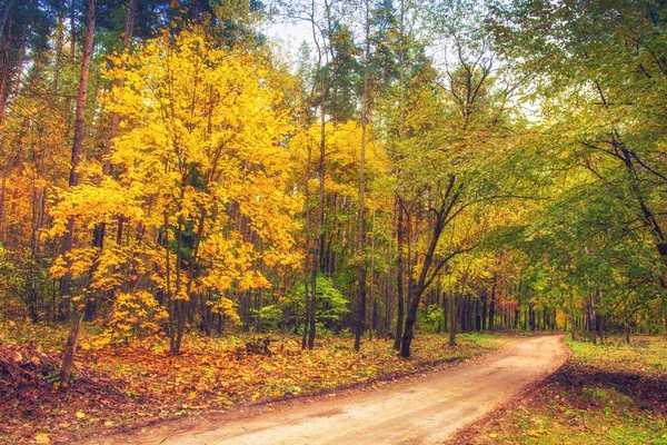 Straße im Herbstwald. Naturlandschaft. Sturz. Bunte Bäume im Wald. Gelbe Blätter an Bäumen im Wald. Blick auf die Natur im Herbst — Stockfoto