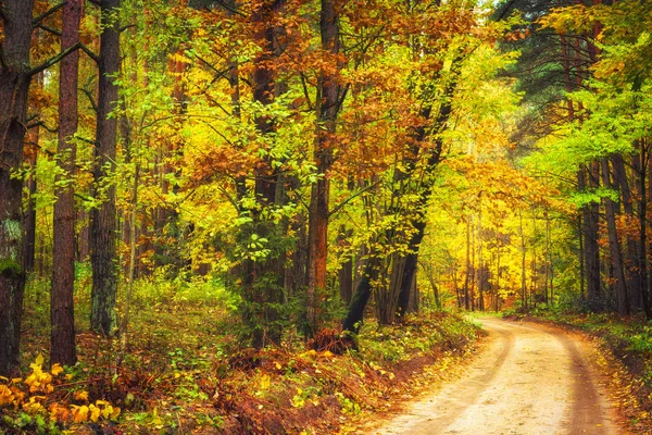 Autumn nature landscape. Colorful autumn forest with yellow trees along road. Path in woodland. — Stock Photo, Image