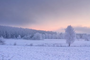 Kış doğa Noel tatil arka plan üzerinde.