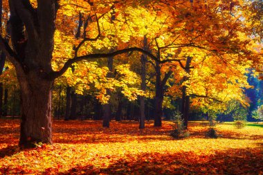 Sonbahar Orman Manzara Güneş ışığı altında. Sonbahar sahne