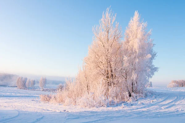 Erstaunliche Winterlandschaft am Morgen im frostigen Baum — Stockfoto