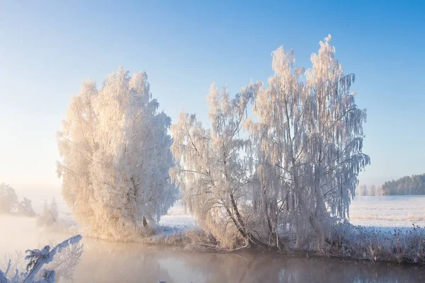 Ледяной природный пейзаж в солнечное зимнее утро. Солнце освещает снежные деревья на берегу реки . — стоковое фото