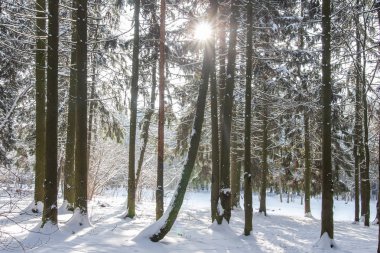 Karlı kış ormanı