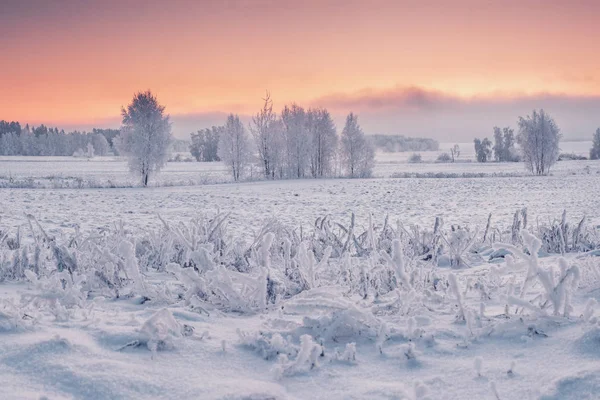 Kış sabah doğa — Stok fotoğraf