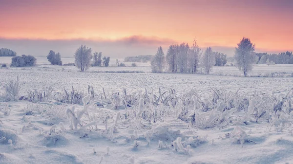 Ağaçlar ve bitkiler tarafından hoarfrost kaplı ile karlı çayır — Stok fotoğraf