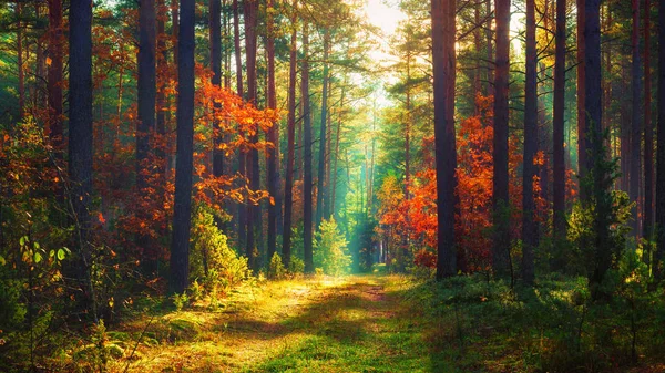 Autumn nature landscape of colorful forest in morning sunlight. — Stock Photo, Image