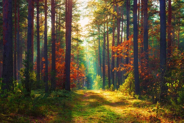 Φθινοπωρινό δάσος. Φθινόπωρο τοπίο της φύσης — Φωτογραφία Αρχείου
