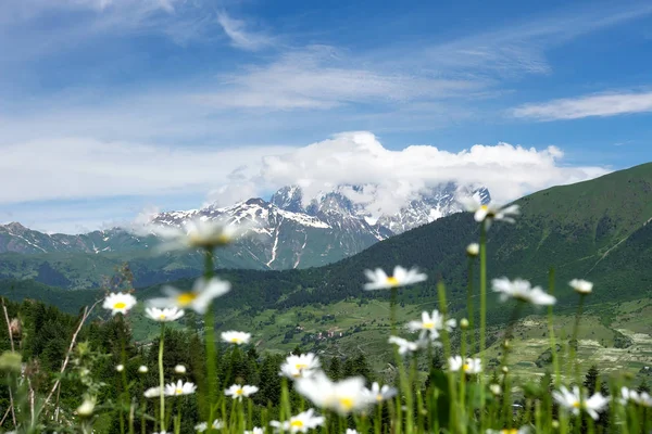 Montañas naturaleza paisaje con flores en valle . —  Fotos de Stock