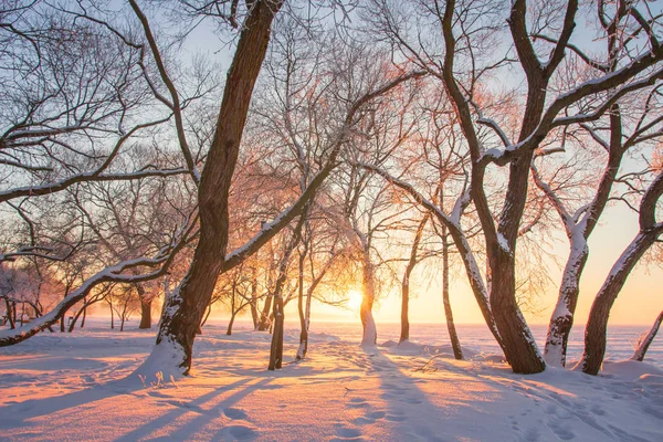 Зимний природный пейзаж на закате. Ледяные деревья в снежном парке . — стоковое фото