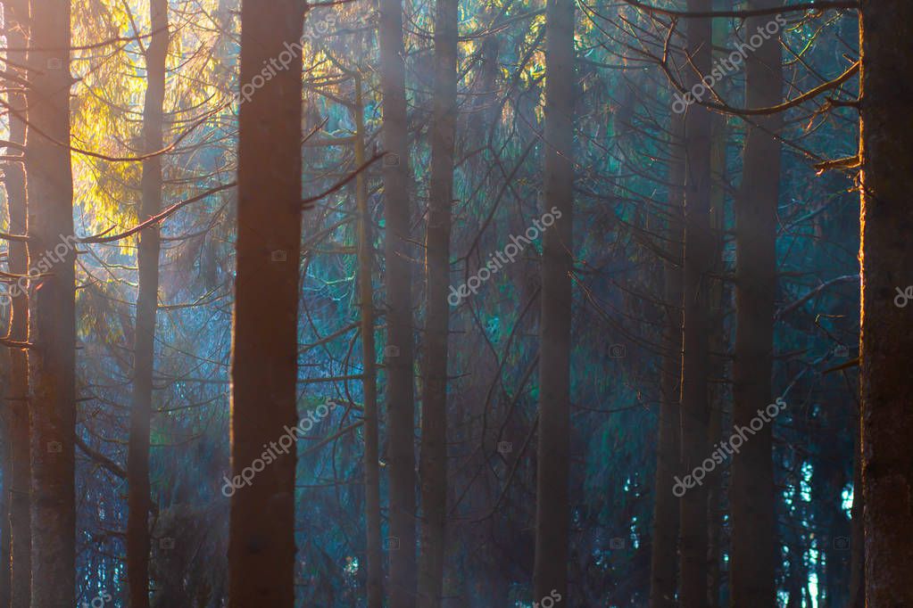 Фотообои Mystic forest in sunlight. Trees in woodland