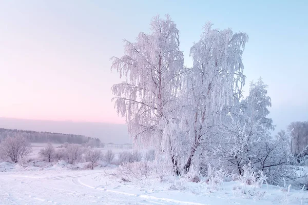 白い雪に覆われた草原の冷ややかなツリーと、クリスマス自然の背景. — ストック写真