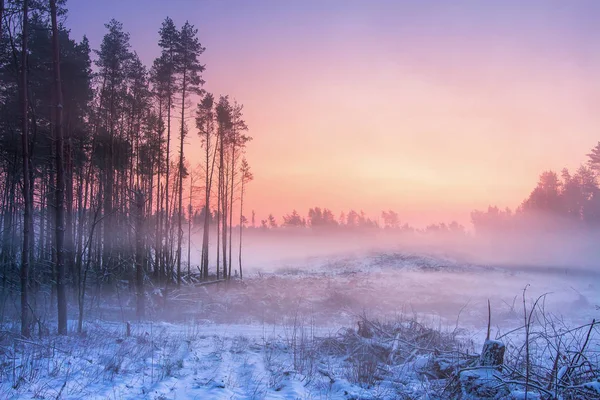 Naturaleza invernal al amanecer. Bosque nevado brumoso al amanecer por la mañana —  Fotos de Stock