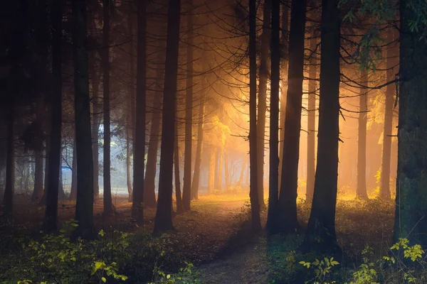 Mística floresta noturna com luz brilhante — Fotografia de Stock