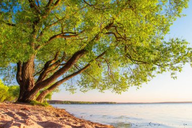 Bahar doğa manzara ağacın göl güneşli akşam üzerinde.