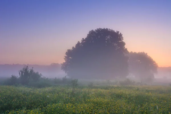 Natura primaverile nella nebbia mattutina all'alba — Foto Stock