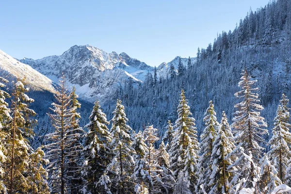 Ayaz orman ve dağlar güneşli kış sahne — Stok fotoğraf