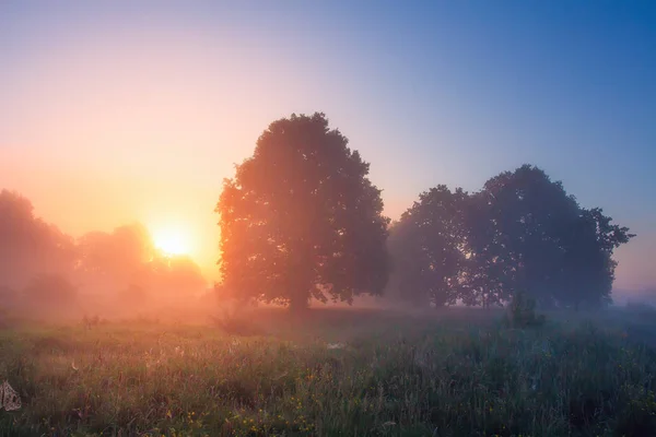 Sommersonnenaufgang auf nebliger Wiese mit Bäumen — Stockfoto