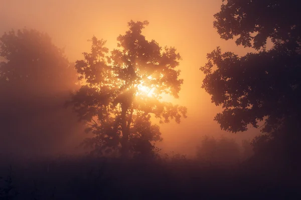 Tavaszi sunrise Ködös reggel — Stock Fotó