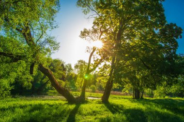 Güneşli sabah bahar peyzaj