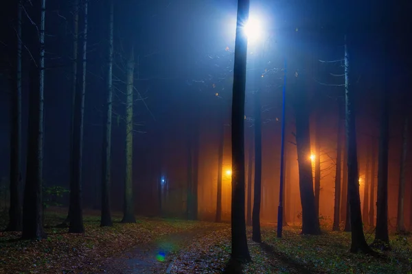 Niebieskie i żółte światła wieczorem forest park — Zdjęcie stockowe