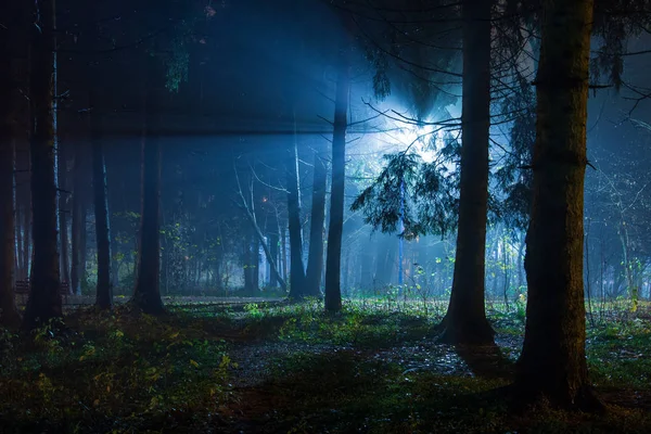 Luz azul da lanterna no parque florestal noturno — Fotografia de Stock