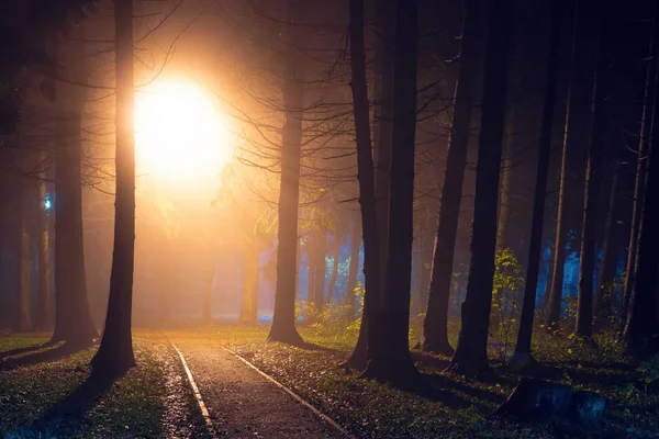 Lanterna luzes no parque da floresta noturna — Fotografia de Stock