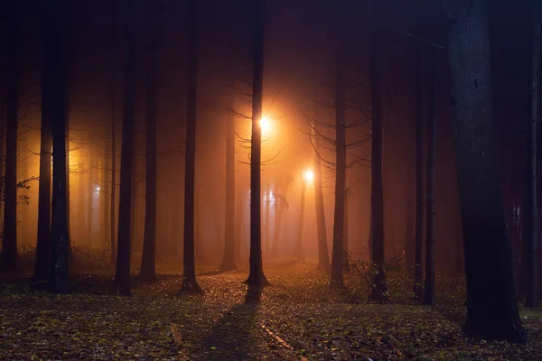 Mgłą nocy parku leśnego oświetlone przez lampy latarnie — Zdjęcie stockowe