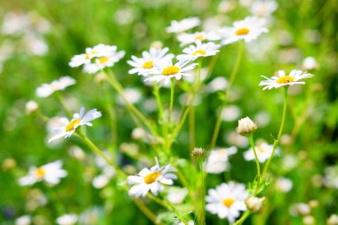 Papatya çiçekler taze bahar çayır üzerinde