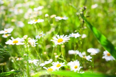 Bahar arka plan. Güneş ışığı altında Chamomiles greenfield üzerinde. Bitkiler ve çiçekler.