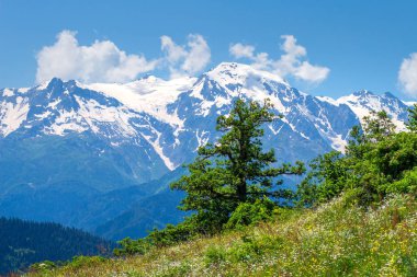 Alp manzara güneşli bahar gününde. Ağaç Highlands