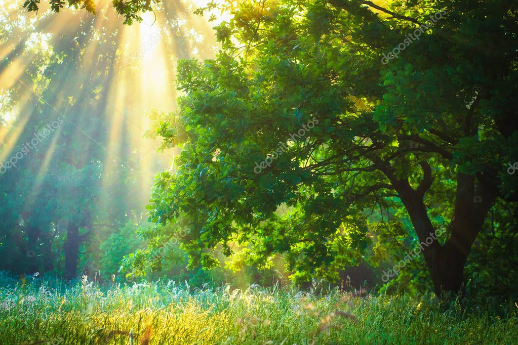 Фотообои Sun rays through branches trees in green garden