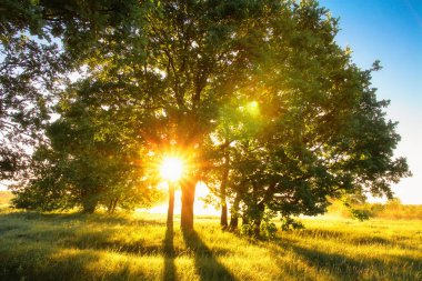 Çimenli alan ağaç ile güneş ışığı ile yaz sunrise