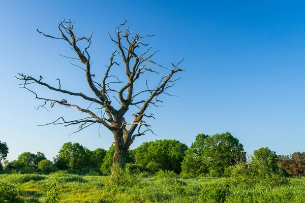 Viejo árbol seco en el prado verde de primavera en la mañana clara — Foto de Stock