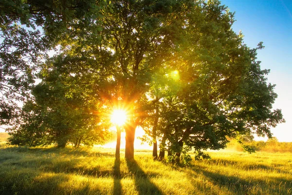 Sommaren sunrise på gräsbevuxna fält med solsken genom träd — Stockfoto