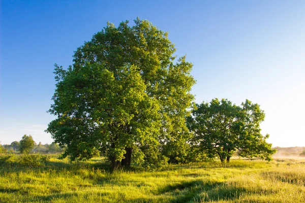 Paisaje matutino de verano de árboles en pradera verde fresca — Foto de Stock