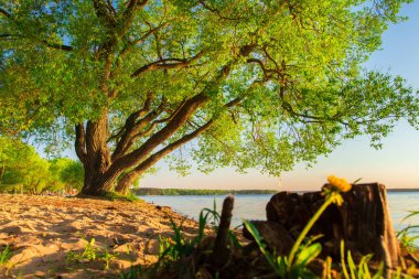 Baharda göl kenarında büyük yeşil ağaç. Öğleden sonra bahar doğa manzara. Kırsal güneşli akşam