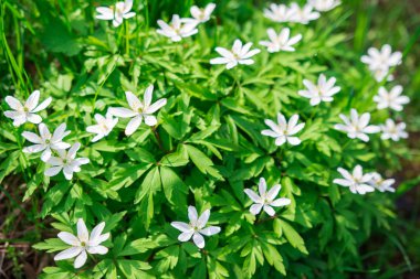 Bahar çiçekleri snowdrops. Ormanda beyaz çiçekler