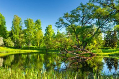 Ağaçlar yaz sabah göl kıyısında. Doğa manzara kırsal üzerinde