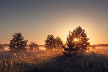 Bahar gündoğumu. Güneş sabah çayır ağaçta.
