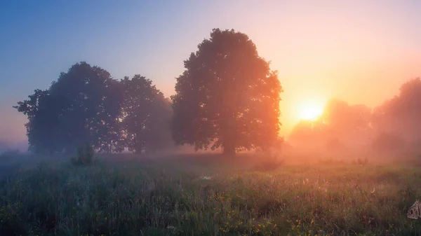 Paysage nature en plein soleil du matin. Arbres sur prairie du matin éclairés par le soleil — Photo