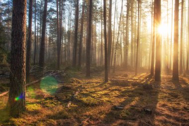 Sabah güneş ışığında erken ilkbahar ormanda sahne