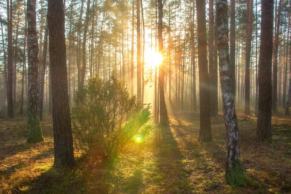 Sol en el bosque de primavera. Paisaje de naturaleza soleada en parque forestal en hermosa mañana — Foto de Stock