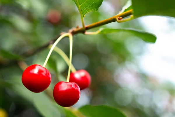 Red cherry jagody dojrzewają na wiśniowe drzewo — Zdjęcie stockowe